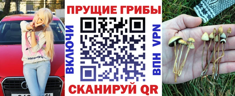 Псилоцибиновые грибы Psilocybe  наркота  Северская 